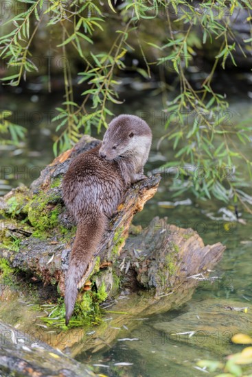 A Eurasian otter (Lutra lutra) grooms himself on a root of a tree with some moss on it lying in the water. Surrounded by water. Check Republic