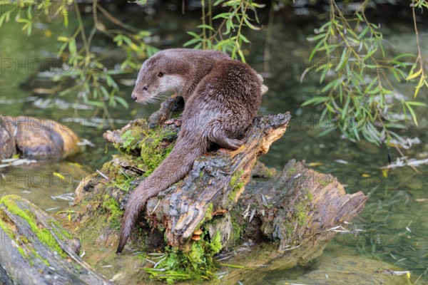 A Eurasian otter (Lutra lutra) rests on a root of a tree with some moss on it lying in the water. Surrounded by water. Check Republic