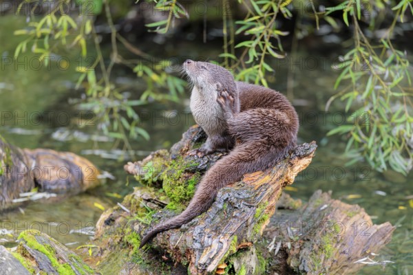 A Eurasian otter (Lutra lutra) grooms himself on a root of a tree with some moss on it lying in the water. Surrounded by water. Check Republic