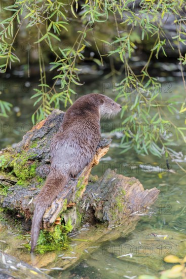 A Eurasian otter (Lutra lutra) rests on a root of a tree with some moss on it lying in the water. Surrounded by water. Check Republic