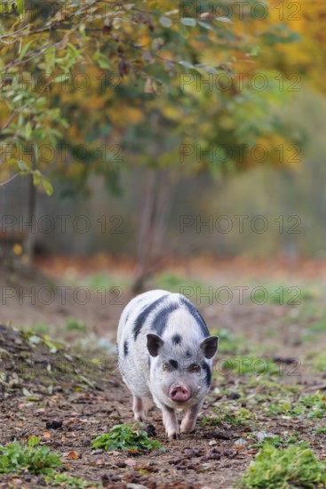A Kunekune pig (sus scrofa domesticus), a domestic breed from New Zealand walks through a natural pasture. Captive, Austria
