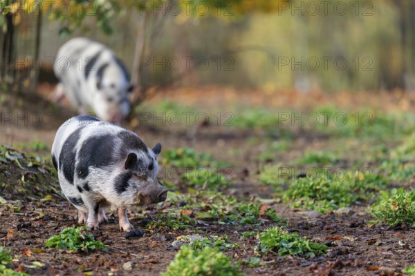 Two Kunekune pigs (sus scrofa domesticus), a domestic breed from New Zealand, walk through a natural pasture. Captive, Austria