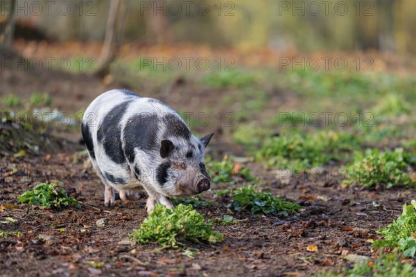 A Kunekune pig (sus scrofa domesticus), a domestic breed from New Zealand walks through a natural pasture. Captive, Austria