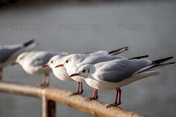 Black-headed gulls in winter dress, on a railing on the Rhine near Duisburg-Walsum, North Rhine-Westphalia, Germany