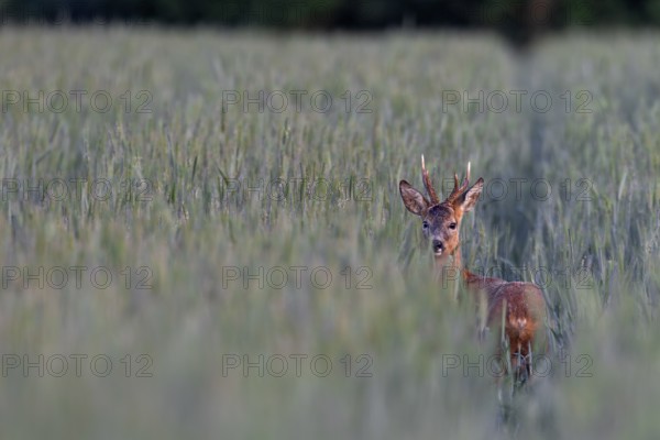Roebuck (Capreolus capreolus) in a rye field, eye contact, summer coat, Germany