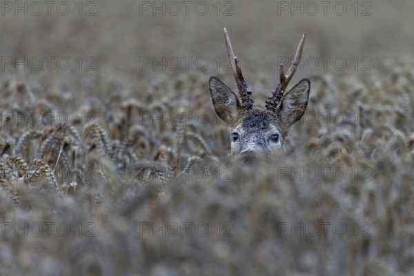 A roebuck (Capreolus capreolus) looks attentively out of a wheat field, only the head sticks out of the grain, eyes, eye contact, portrait, Denmark