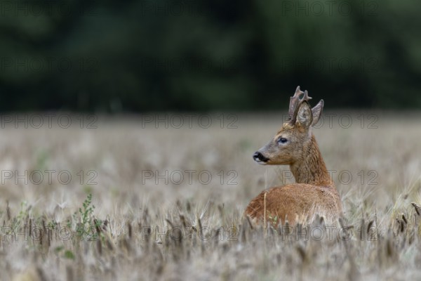An old roebuck (Capreolus capreolus) attentively observes another of its kind, summer coat, Germany