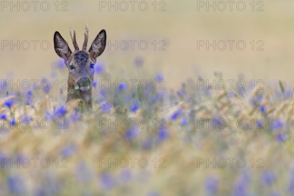 A roebuck (Capreolus capreolus) peers attentively out of a barley field with flowering cornflowers (Centaurea cyanus), eye contact, Germany