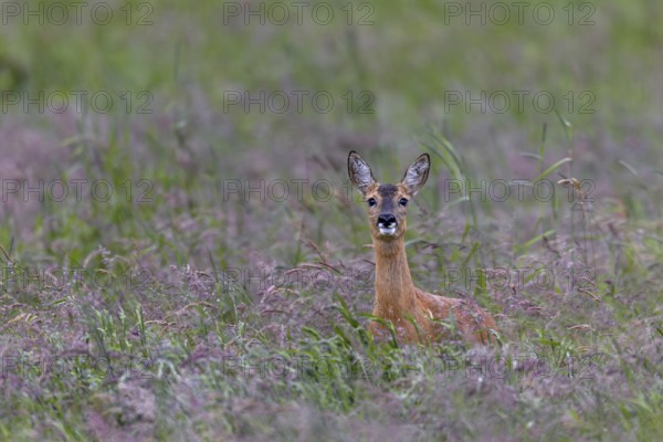 A doe (Capreolus capreolus) is looking attentively in my direction, eye contact, summer coat, Germany