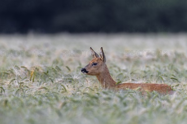 Doe (Capreolus capreolus) standing attentively in a barley field, eyes, summer coat, Germany