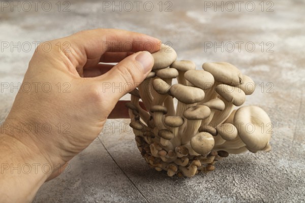 Raw Oyster mushroom, Pleurotus ostreatus with hand on gray concrete background. Side view, copy space, minimalism