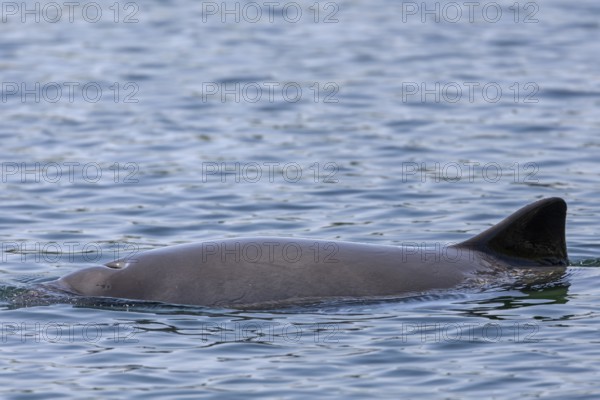 The blowhole of the Harbour porpoise (Phocoena phocoena) is clearly visible, Denmark