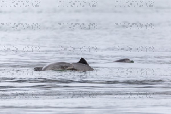 A group of Harbour porpoises (Phocoena phocoena) with their babies swim along the Baltic Sea coast, following the shoals of herring, Denmark