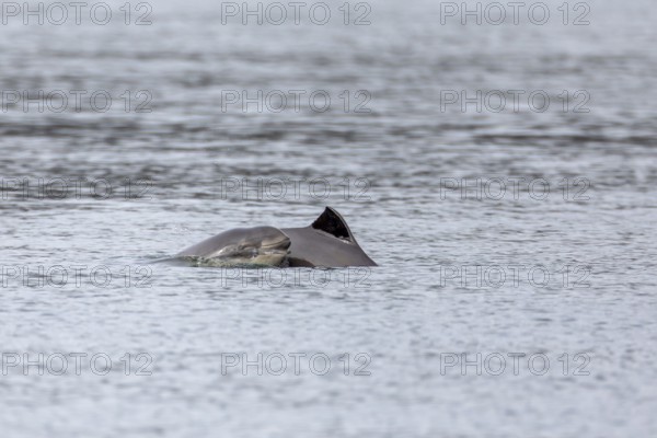 In contrast to adult Harbour porpoises (Phocoena phocoena), which rarely break the water surface with their heads, baby whales emerge with their entire heads above the water surface, Denmark
