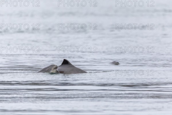 A baby Harbour porpoise (Phocoena phocoena) emerges from the water directly behind the mother's dorsal fin to breathe, Denmark