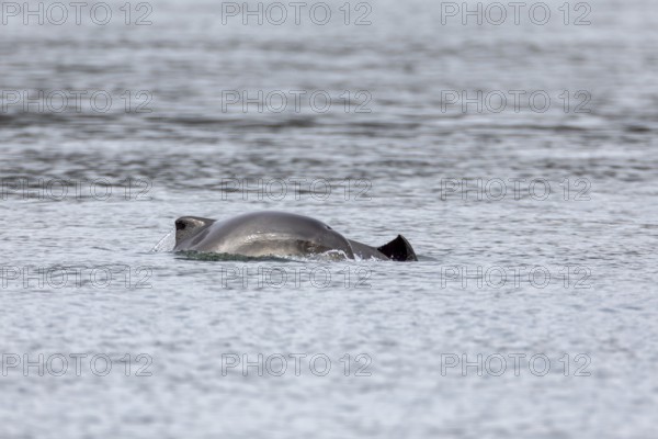 When the young Harbour porpoises (Phocoena phocoena) break the surface of the water, their eyes are apparently always closed, Denmark