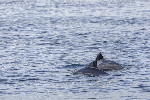 Harbour porpoises (Phocoena phocoena) like to hunt herring and garfish in small groups, in summer, these species are among the most important prey fish in the Baltic Sea, Denmark