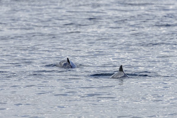 Two Harbour porpoises (Phocoena phocoena) in search of a school of fish, Denmark