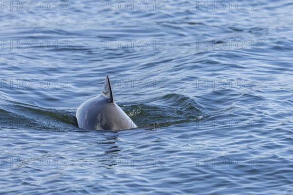 A Harbour porpoise (Phocoena phocoena) just a few metres from the coast, Denmark