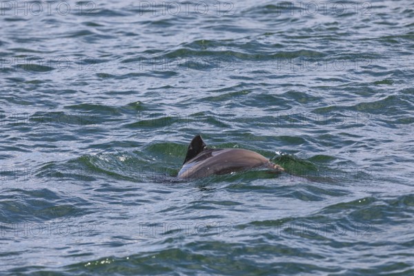 In heavy swell, it is almost impossible to photograph the Harbour porpoise (Phocoena phocoena), as it is difficult to see the small whales between the waves, Denmark