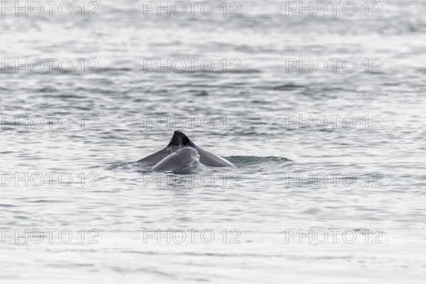 Photographing the Harbour porpoise (Phocoena phocoena) is very difficult, as it usually only takes 1 - 2 seconds to emerge, after which it reappears elsewhere and you never know where, Denmark