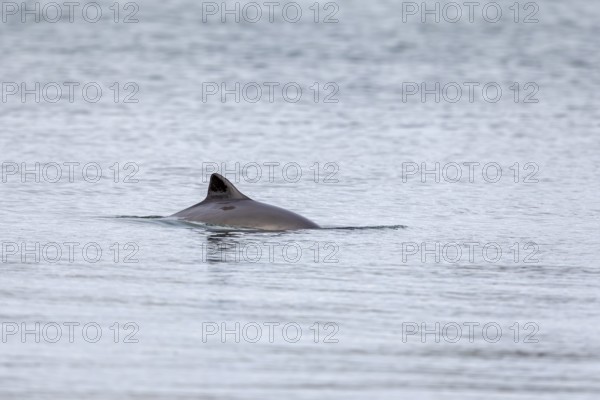 Harbour porpoise (Phocoena phocoena) in the Baltic Sea, Denmark