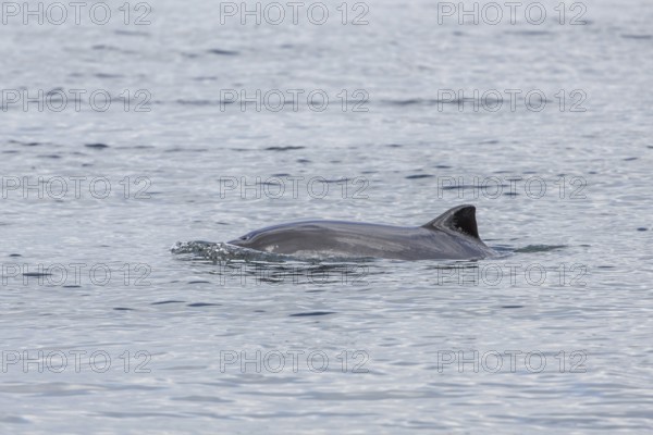 A Harbour porpoise (Phocoena phocoena) in the Baltic Sea, Denmark