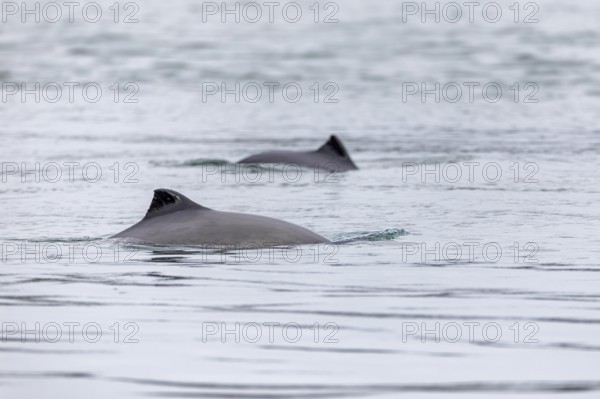The Harbour porpoise (Phocoena phocoena) is a very small species of cetacean and, with a bit of luck, can be observed along the German North Sea and Baltic coasts, Denmark