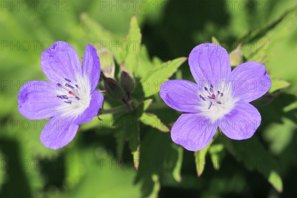 Forest stork beak in the mountains