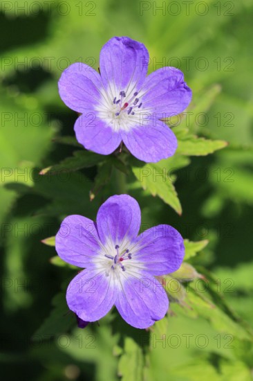 Forest stork beak in the mountains