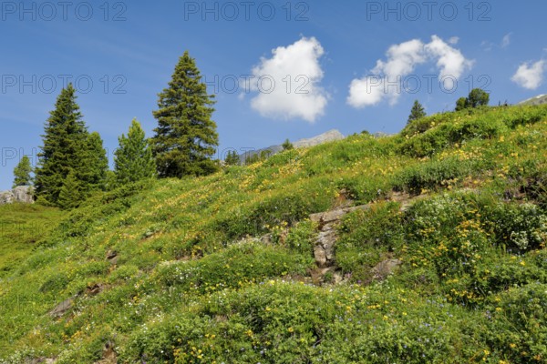 Mountain summer on Engstlenalp, Canton of Bern, Switzerland