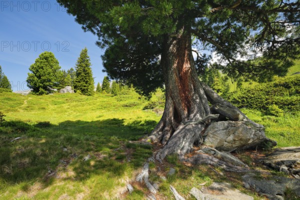 Old pine on Engstlenalp in Gental, Canton of Bern, Switzerland