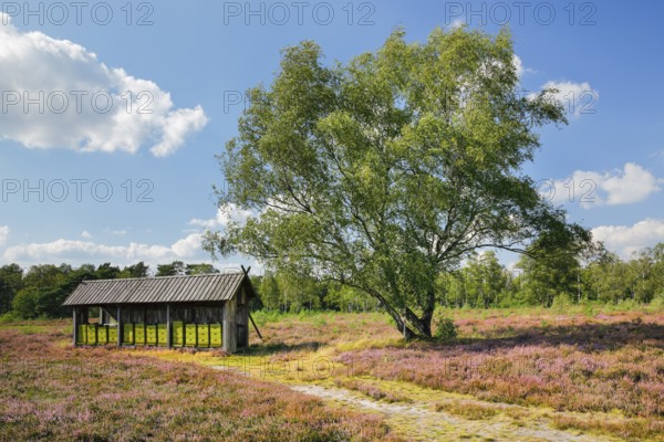 Beehives in the midst of the blooming LÃ¼neburger Heide, Lower Saxony, Germany