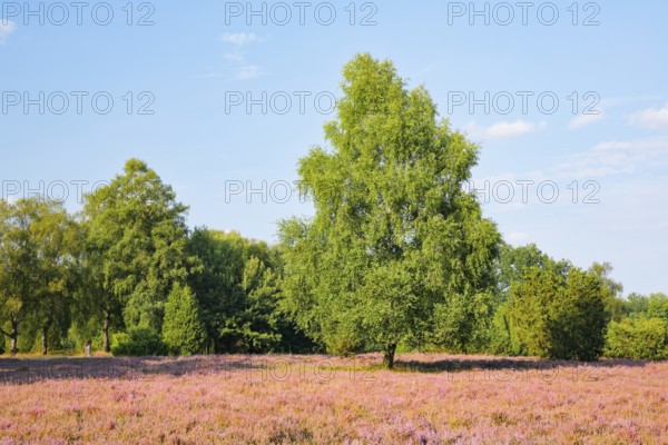 Free-standing birch tree in the blooming LÃ¼neburger Heide, Lower Saxony, Germany