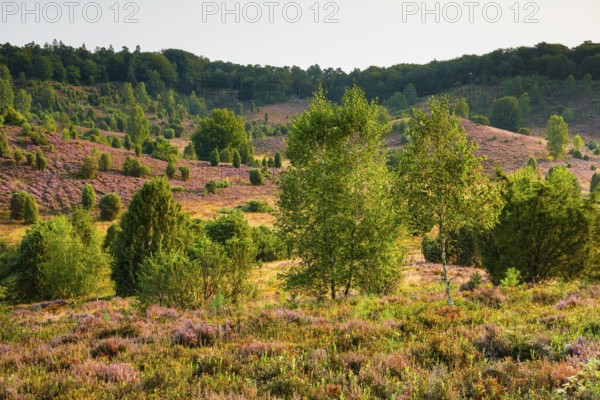 Trees and blooming heath at Totengrund in the LÃ¼neburger Heide nature park Park, Lower Saxony, Germany