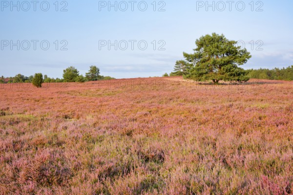 Pine in the midst of blooming heath at the foot of Wilseder Berg, . LÃ¼neburger Heide nature park Park, Lower Saxony, Germany