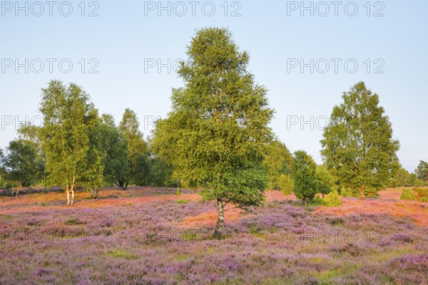 Birch trees in the midst of the blooming LÃ¼neburg Heath, Lower Saxony, Germany