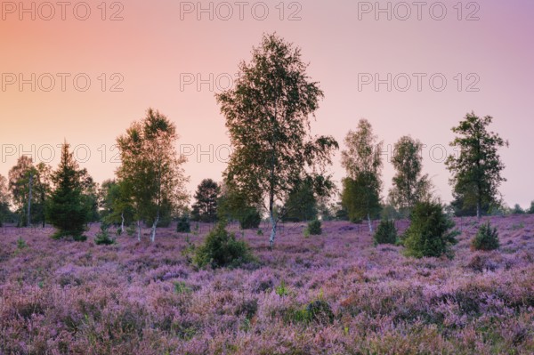 Colourful evening mood over birch trees in the blooming LÃ¼neburg Heath, Lower Saxony, Germany