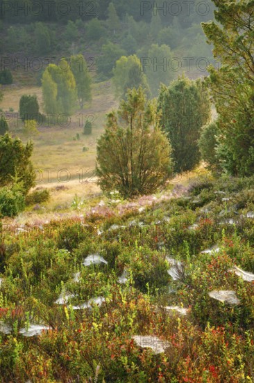 Trees and blooming heath at Totengrund in the LÃ¼neburgmer Heide nature park Park, Lower Saxony, Germany