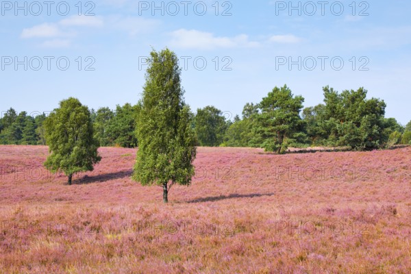 Free-standing birch trees in the blooming LÃ¼neburger Heide, Lower Saxony, Germany