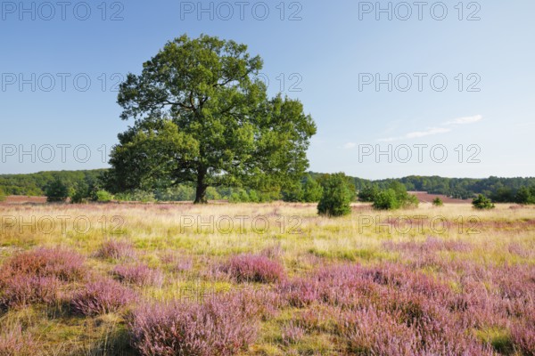 Large oak tree in blooming LÃ¼neburger Heide, Lower Saxony, Germany