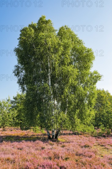 Large birch tree in the blooming LÃ¼neburg Heath, Lower Saxony, Germany