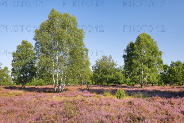 Large birch trees in the blooming LÃ¼neburg Heath, Lower Saxony, Germany
