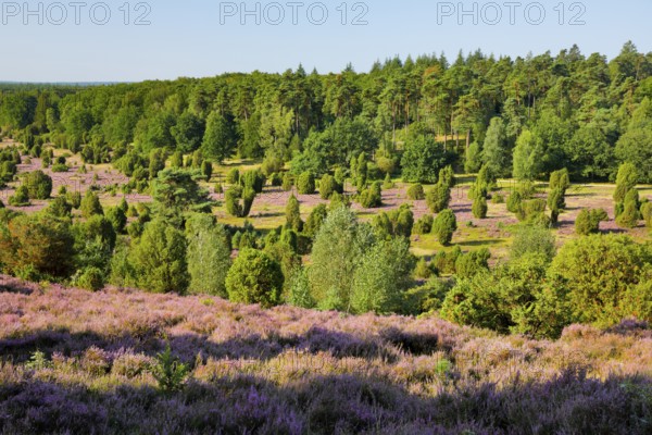 Trees and blooming heath near Steingrund in the LÃ¼neburger Heide nature park Park, Lower Saxony, Germany