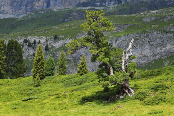 Old pine on Engstlenalp in Gental, Canton of Bern, Switzerland