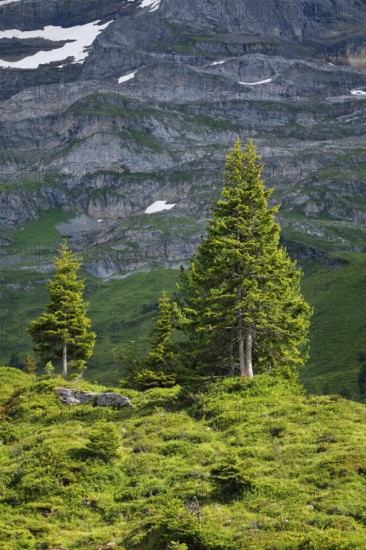 Spruces on Engstlenalp, Canton of Bern, Switzerland