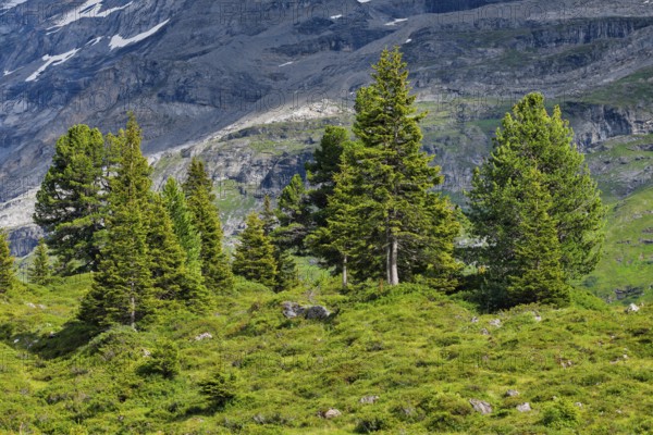 Spruces on Engstlenalp, Canton of Bern, Switzerland