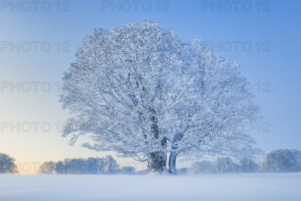 Deep snow-covered beech trees at blue hour in the NeuchÃ¢tel Jura, Switzerland
