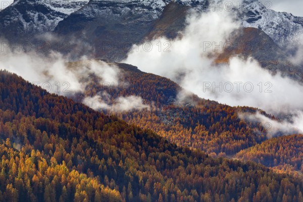Coniferous forest with larch and spruce trees crossed by clouds of fog, Engadin, Canton of GraubÃ¼nden, Switzerland