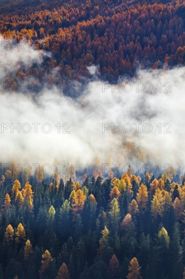 Coniferous forest with larch and spruce trees crossed by clouds of fog, Engadin, Canton of GraubÃ¼nden, Switzerland